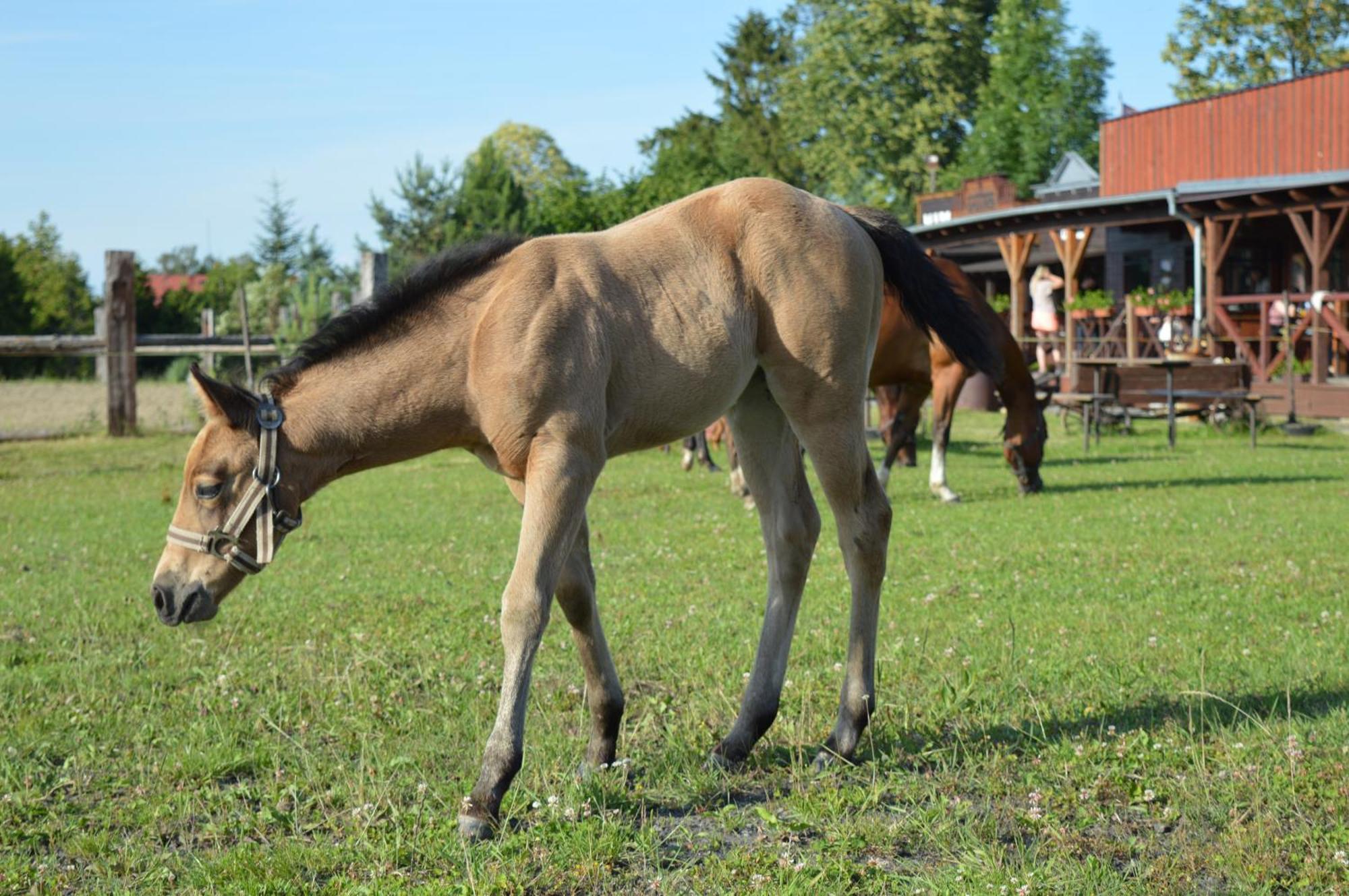 Bubla City Ranch Koprivnice Bagian luar foto